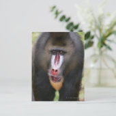 Mandril (Mandrillus sphinx) nah Postkarte (Stehend Vorderseite)