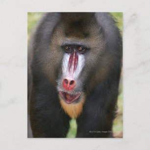 Mandril (Mandrillus sphinx) nah Postkarte