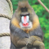 Mandrill 001 aufkleber (Vorderseite)