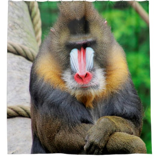 Mandrill 001 duschvorhang (Vorderseite)