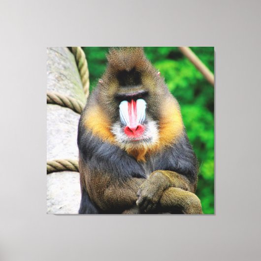 Mandrill 001 leinwanddruck (Vorderseite)