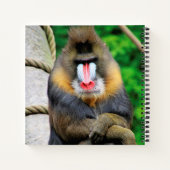 Mandrill 001 notizblock (Rückseite)