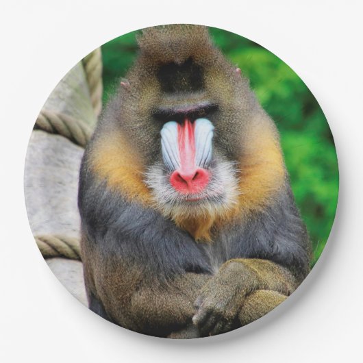 Mandrill 001 pappteller (Vorderseite)
