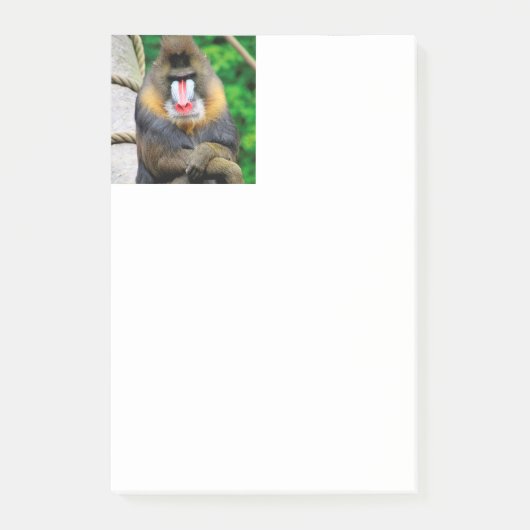 Mandrill 001 post-it klebezettel (Vorderseite)