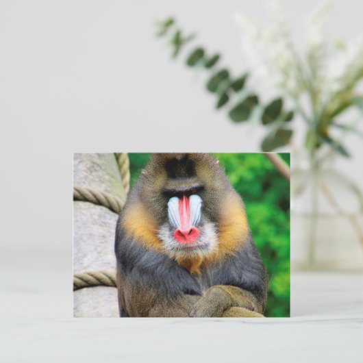 Mandrill 001 postkarte (Stehend Vorderseite)