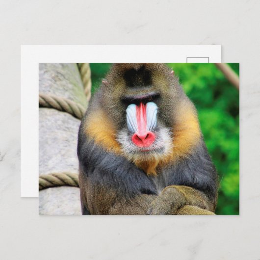 Mandrill 001 postkarte (Vorne/Hinten)