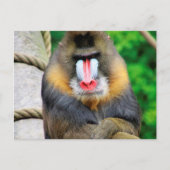 Mandrill 001 postkarte (Vorderseite)