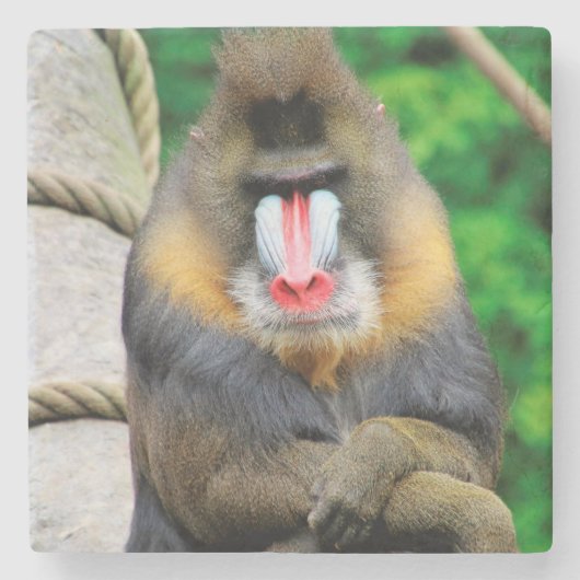 Mandrill 001 steinuntersetzer (Vorderseite)