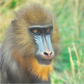 Mandrill 002 aufkleber (Vorderseite)