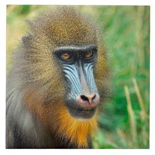 Mandrill 002 fliese