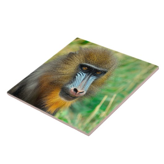 Mandrill 002 fliese (Seite)