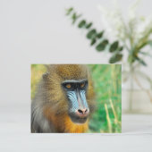 Mandrill 002 postkarte (Stehend Vorderseite)