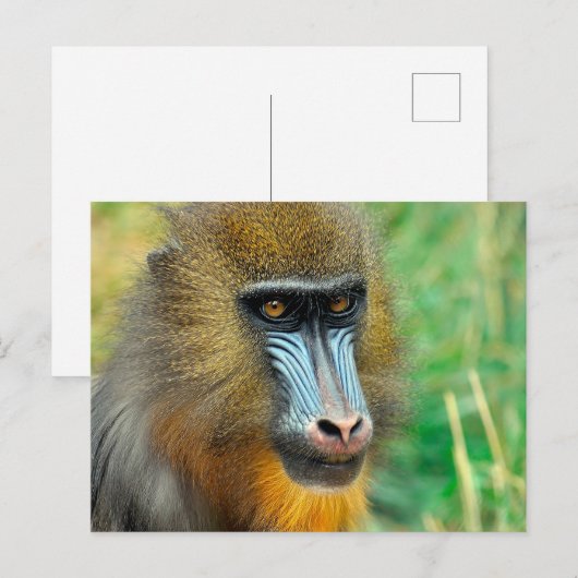 Mandrill 002 postkarte (Vorne/Hinten)