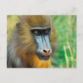 Mandrill 002 postkarte (Vorderseite)