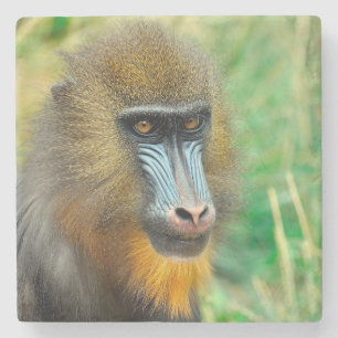 Mandrill 002 steinuntersetzer