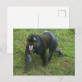 Mandrill #5 Postcard Postkarte (Vorne/Hinten)