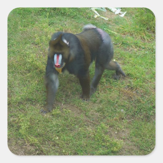 Mandrill #5 Stickers (Vorderseite)