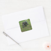 Mandrill #5 Stickers (Umschlag)