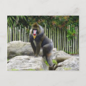 Mandrill #8 Postcard Postkarte (Vorderseite)