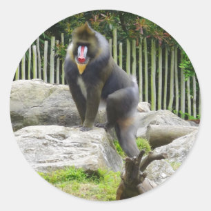 Mandrill #8 Stickers
