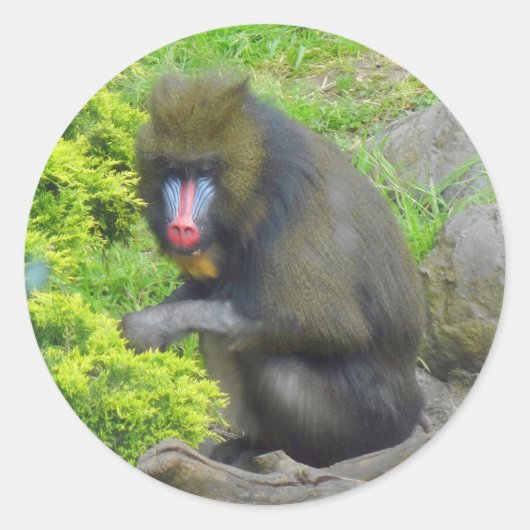 Mandrill #9 Stickers (Vorderseite)