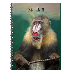 Mandrill, Afrikaner Notizblock