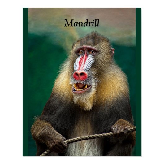 Mandrill, Afrikaner Poster (Vorderseite)