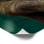 Mandrill, Afrikaner Poster (Ecke)