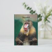 Mandrill, Afrikaner Postkarte (Stehend Vorderseite)