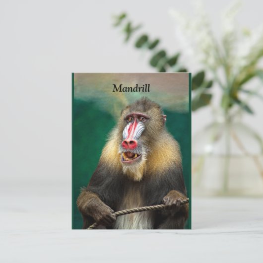 Mandrill, Afrikaner Postkarte (Stehend Vorderseite)