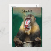 Mandrill, Afrikaner Postkarte (Vorne/Hinten)