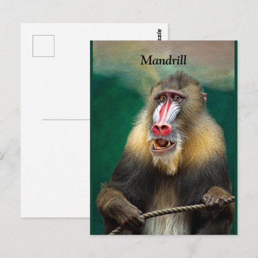 Mandrill, Afrikaner Postkarte (Vorne/Hinten)