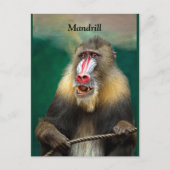 Mandrill, Afrikaner Postkarte (Vorderseite)