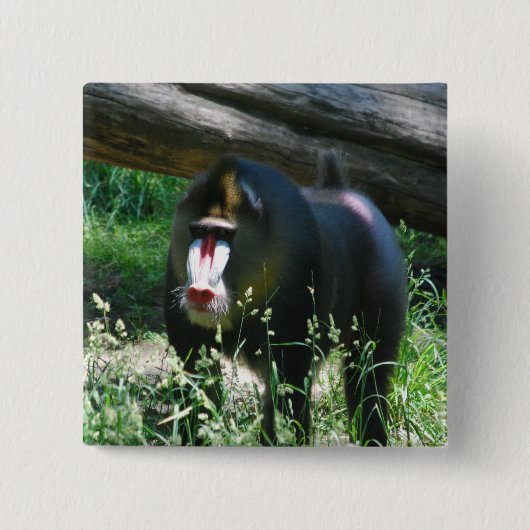Mandrill Button (Vorderseite)