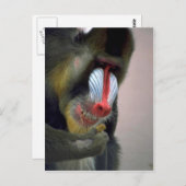 Mandrill Head Postkarte (Vorne/Hinten)