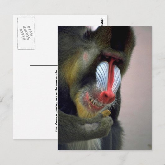Mandrill Head Postkarte (Vorne/Hinten)