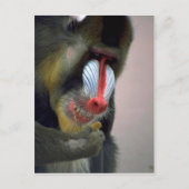 Mandrill Head Postkarte (Vorderseite)