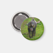 Mandrill Magnet (Vorderseite/Rückseite)