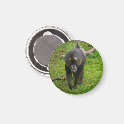 Mandrill Magnet (Vorderseite/Rückseite)