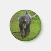 Mandrill Magnet (Vorne)