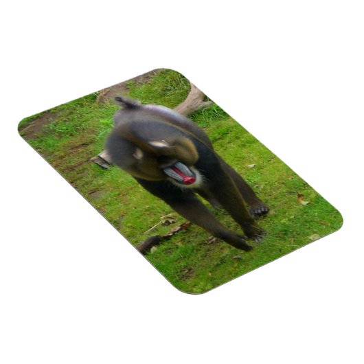 Mandrill Magnet (Rechte Seite)