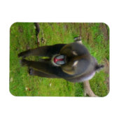 Mandrill Magnet (Horizontal)