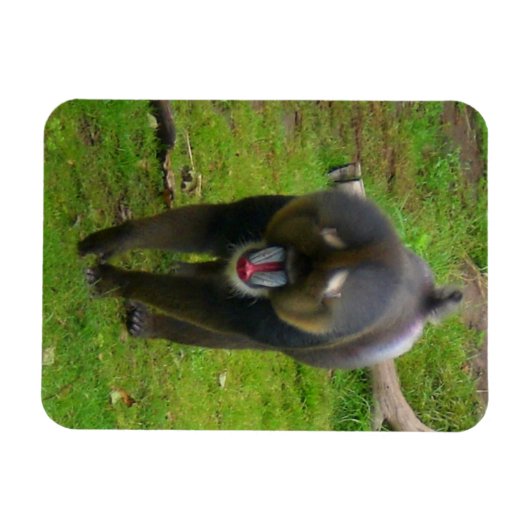 Mandrill Magnet (Horizontal)