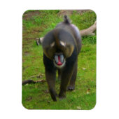 Mandrill Magnet (Vertikal)