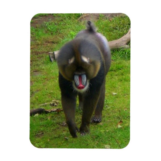 Mandrill Magnet (Vertikal)