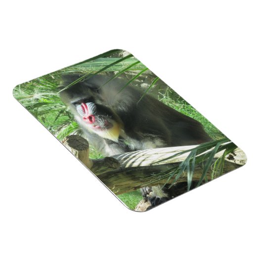 Mandrill Magnet (Rechte Seite)