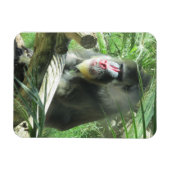 Mandrill Magnet (Horizontal)