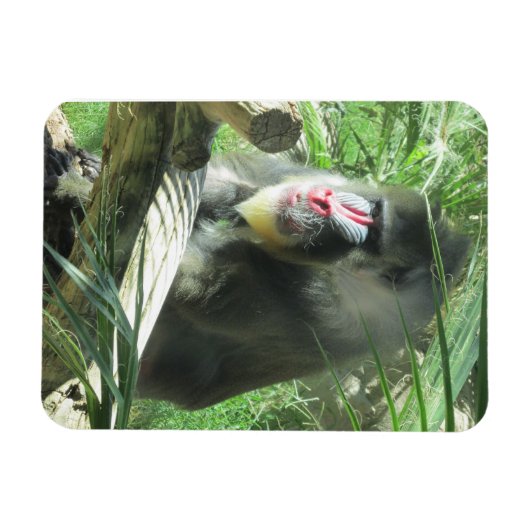 Mandrill Magnet (Horizontal)
