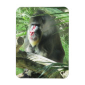 Mandrill Magnet (Vertikal)