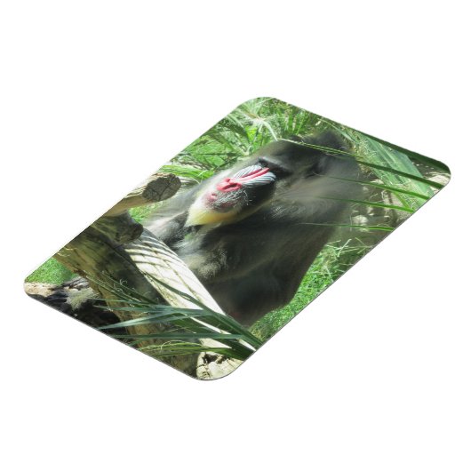 Mandrill Magnet (Linke Seite)